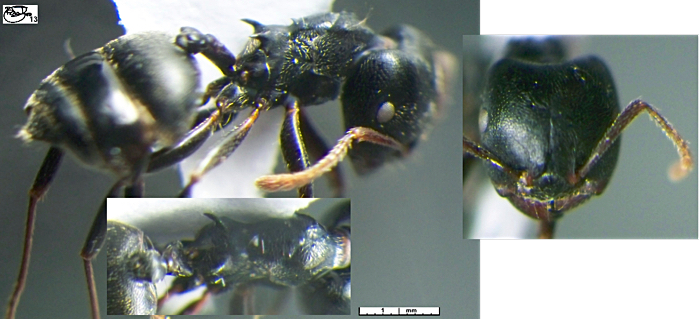 {Crematogaster cuvierae}