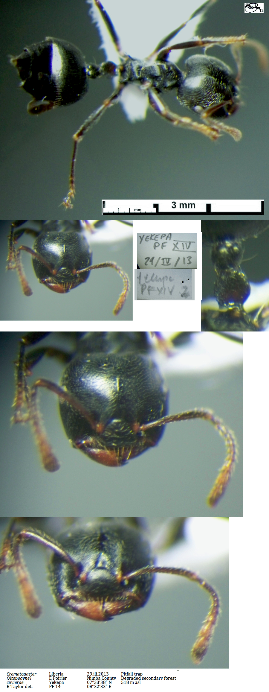 {Crematogaster cuvierae}