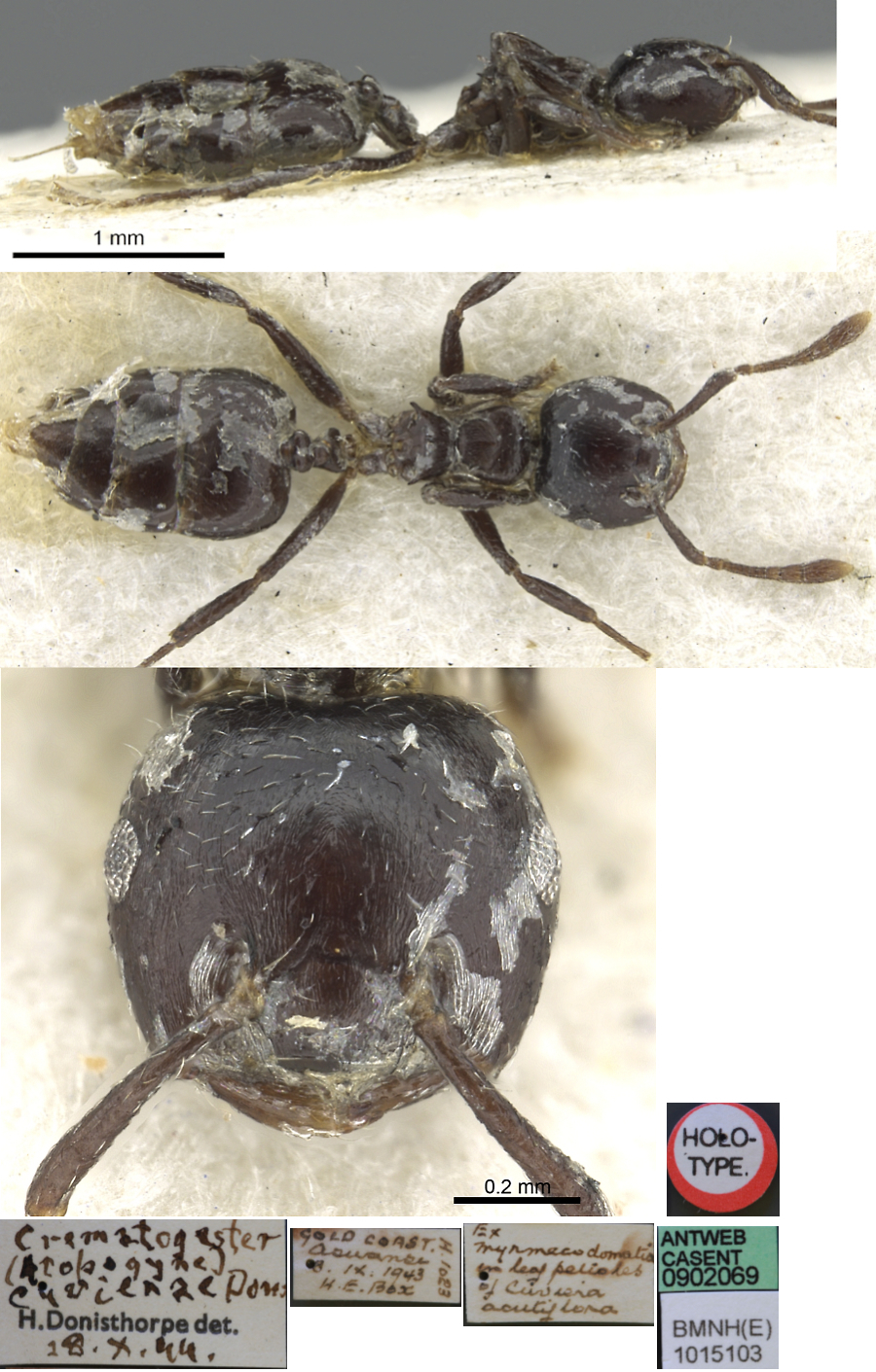 {Crematogaster cuvierae}