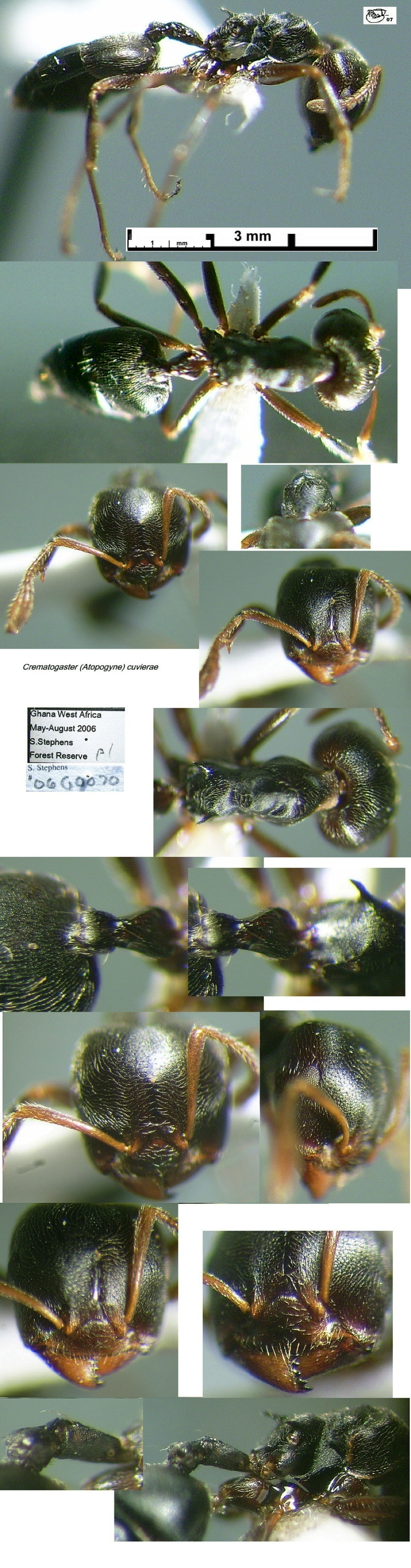 {Crematogaster cuvierae}