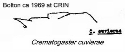 Crematogaster cuvierae