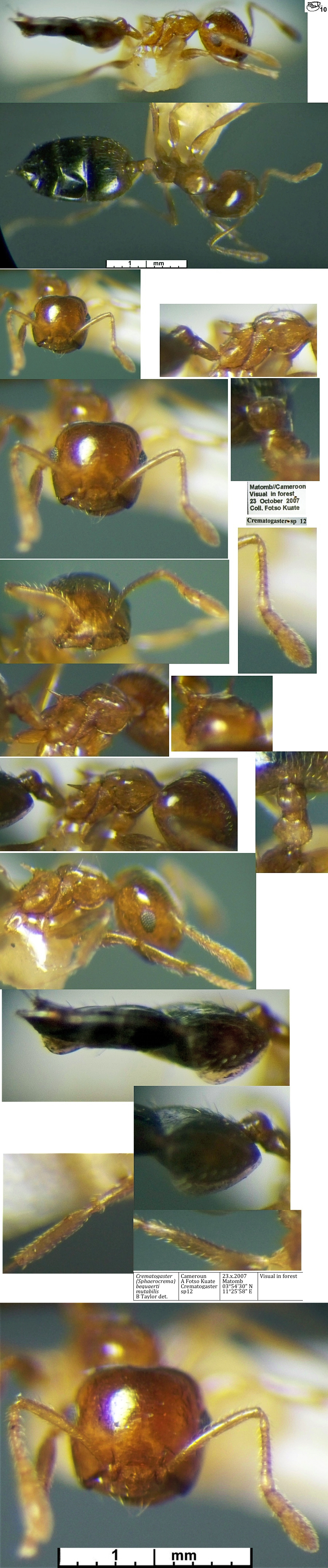 Crematogaster bequaerti Nigeria worker