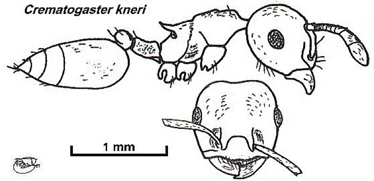 {Crematogaster kneri}