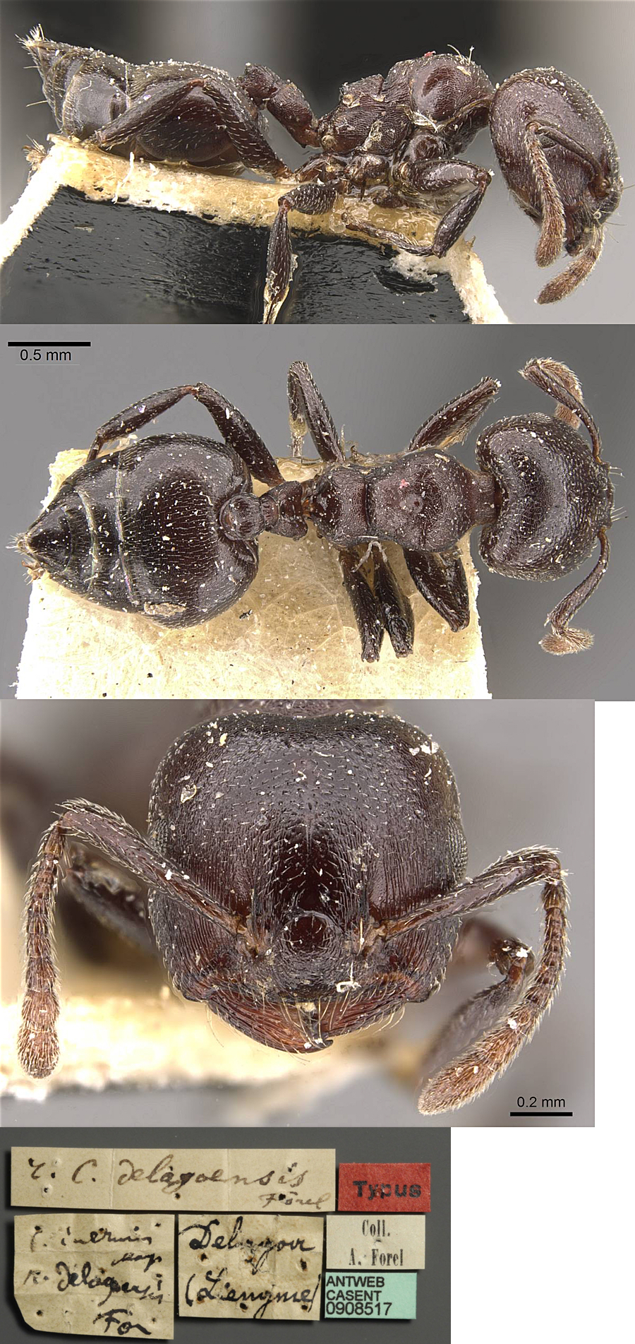 {Crematogaster delagoensis}