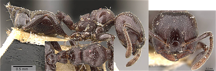 {Crematogaster delagoensis}