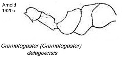 {Crematogaster delagoensis}