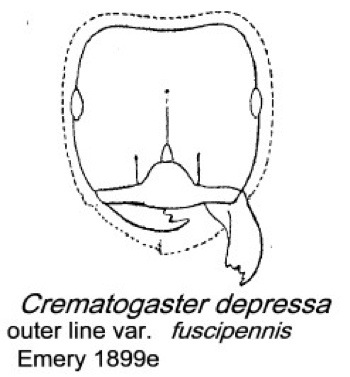 {Crematogaster depressa}