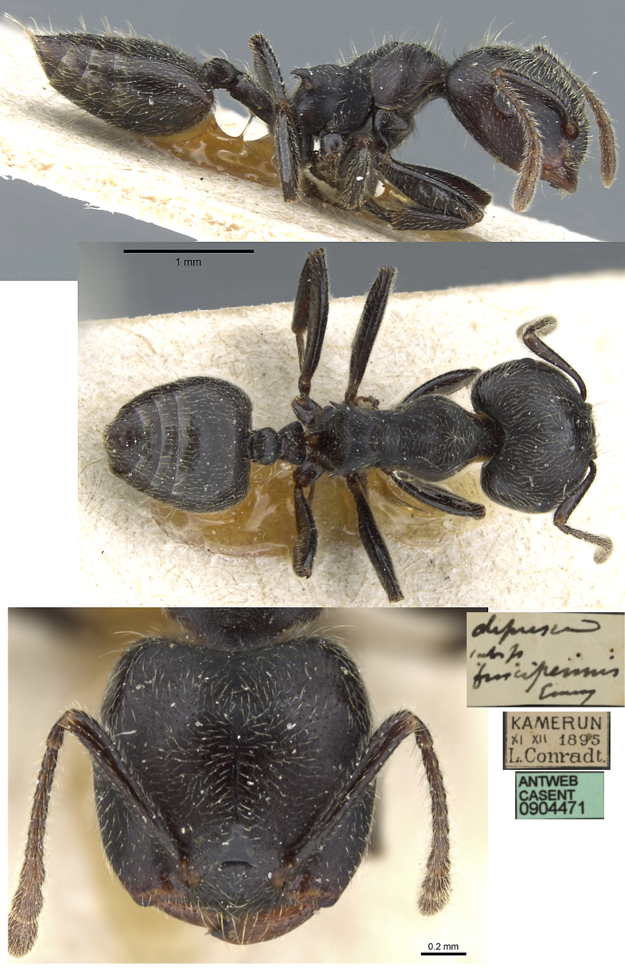 {Crematogaster depressa fuscipennis}