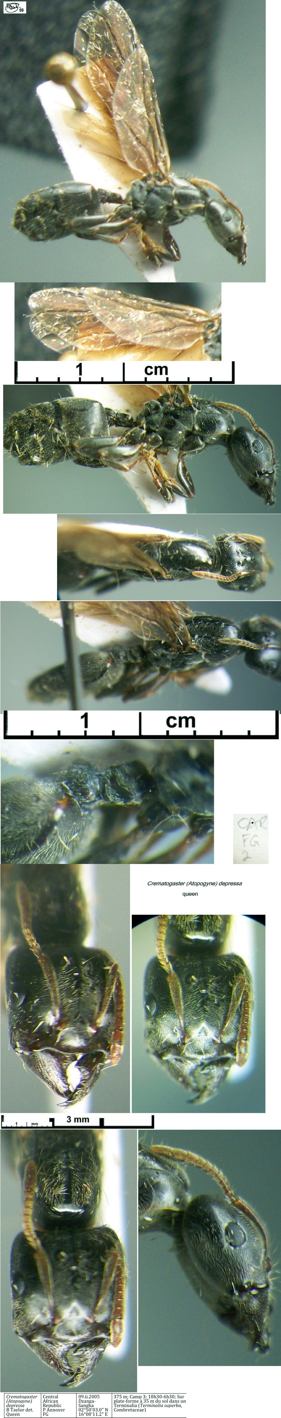 {Crematogaster depressa queen}
