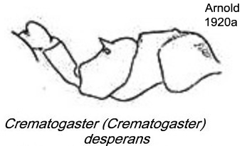 {Crematogaster desperans}