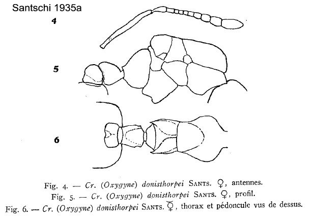 {Crematogyne donisthorpei}