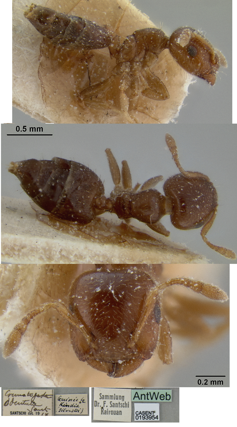 {Crematogaster (Decacrema) edentula}