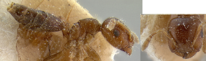 Crematogaster edentula