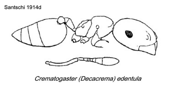 {Crematogaster (Decacrema) edentula}