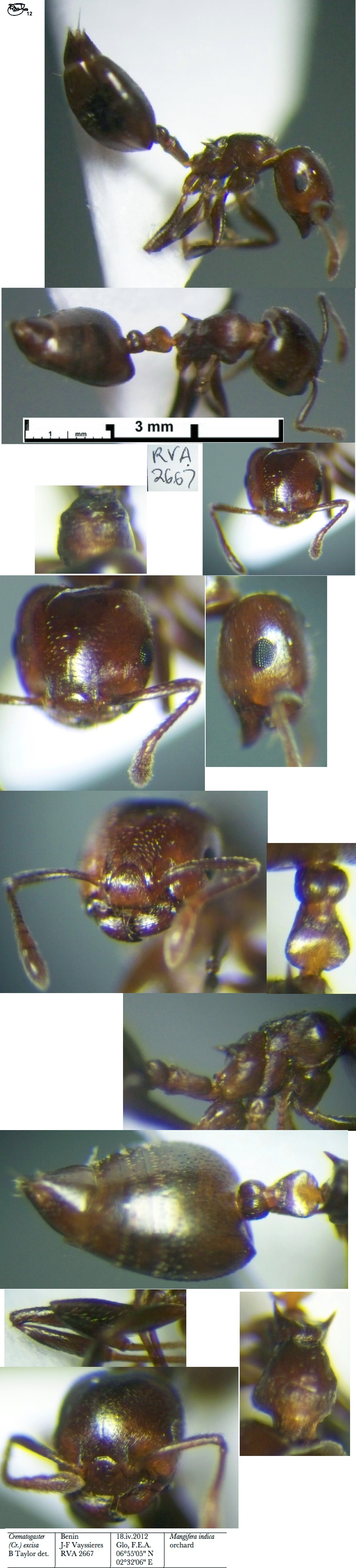 Crematogaster excisa