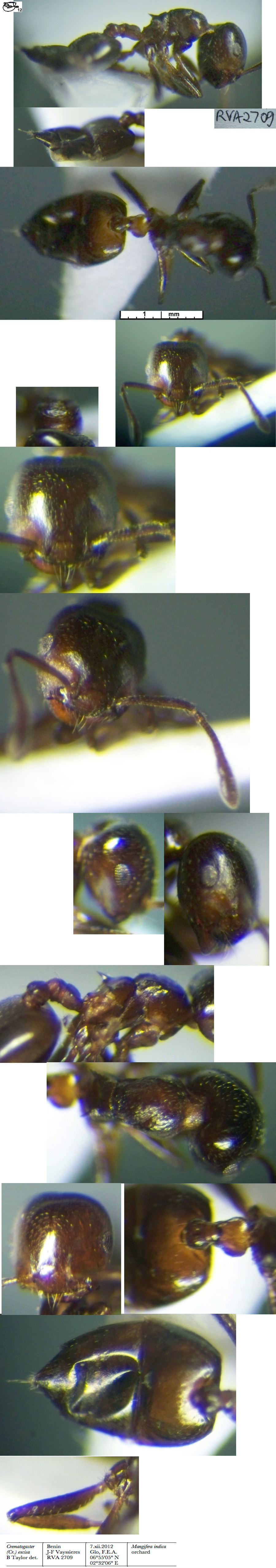 Crematogaster excisa