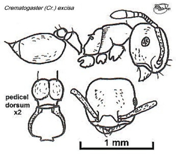 {Crematogaster (Cr.) sp T1}