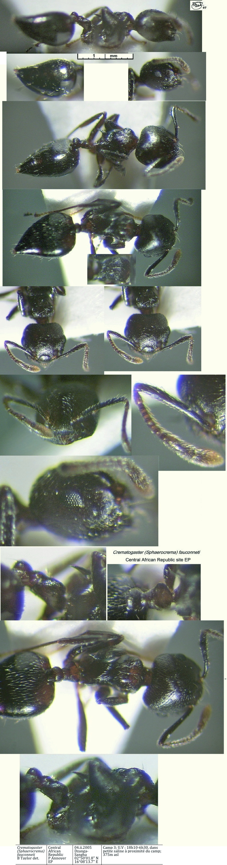 {Crematogaster fauconnetii}