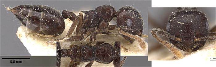 Crrematogaster fauconneti