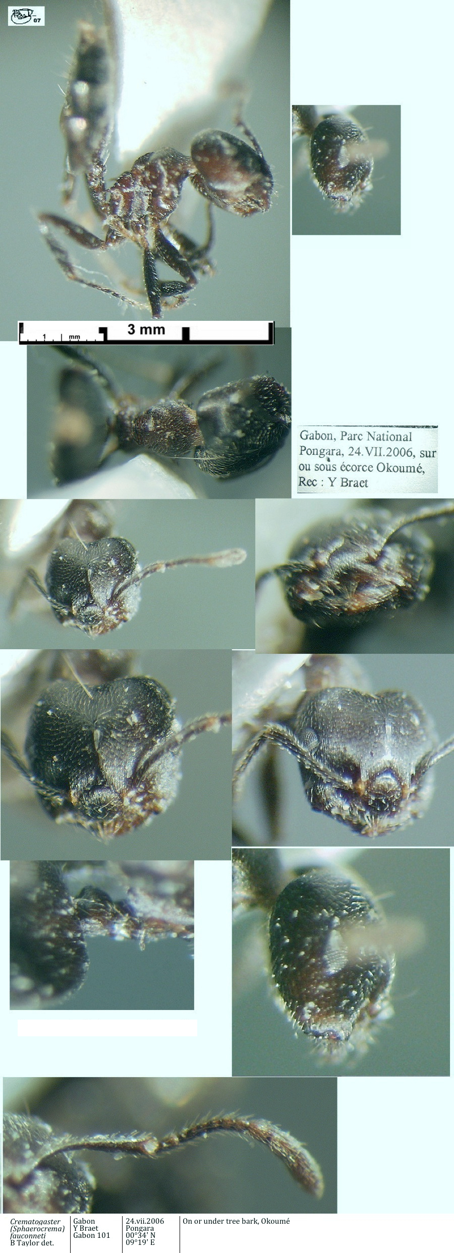 {Crematogaster fauconneti}