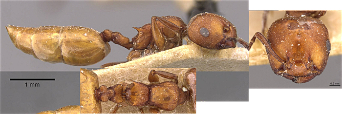 Crematogaster ferruginea