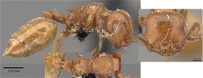 Crematogaster hararica