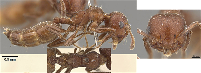 Crematogaster ulugurensis