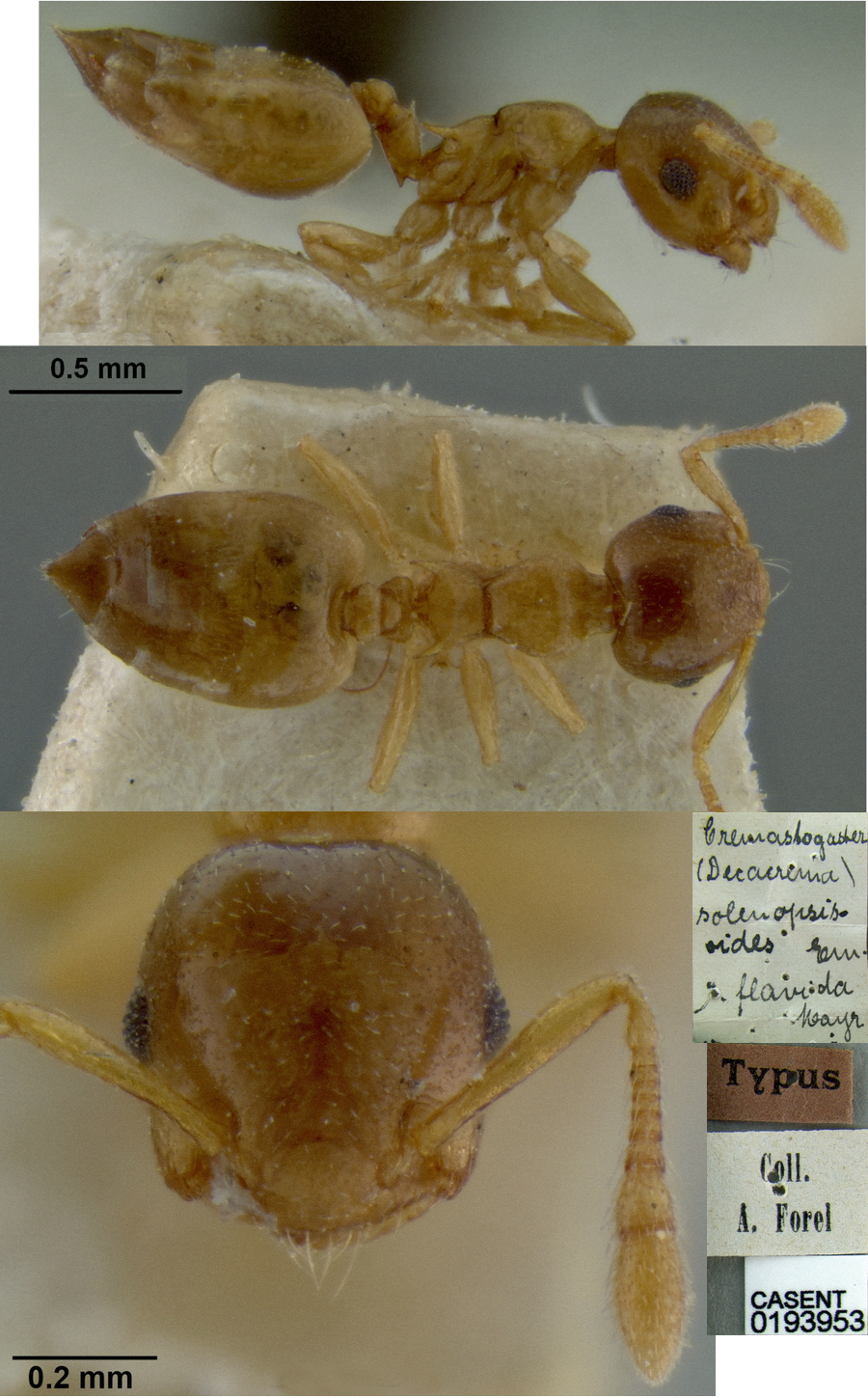 {Crematogaster (Decacrema) solenopsides flavida}