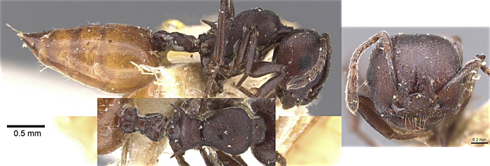 Crematogaster elgona