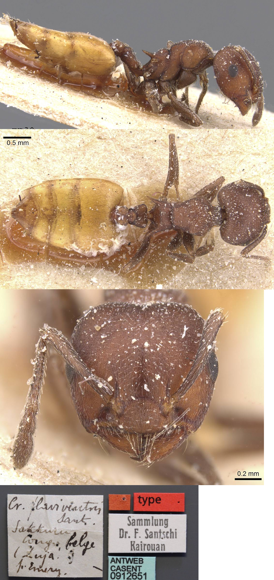 Crematogaster flaviventris