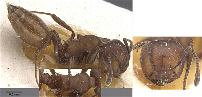 Crematogaster mossamedana