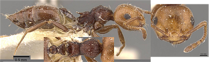 Crematogaster museisapientiae