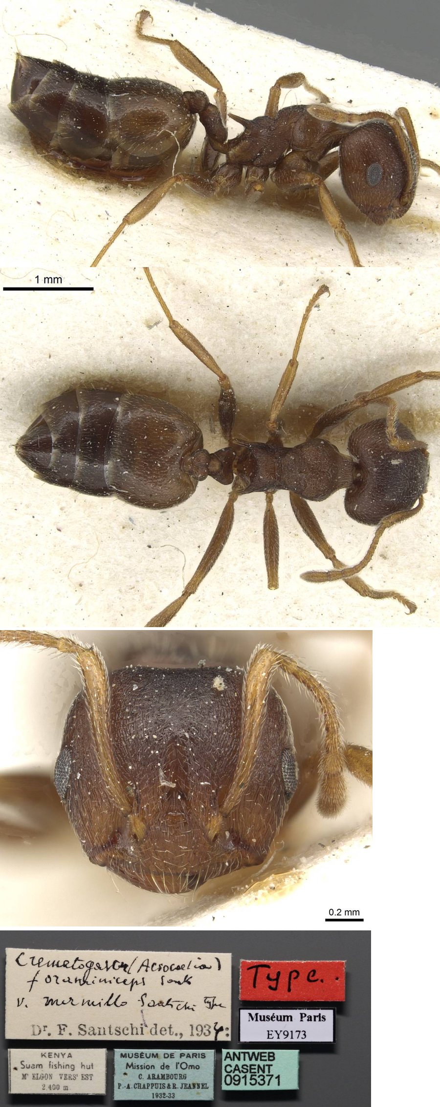 {Crematogaster foraminiceps mirmillo}