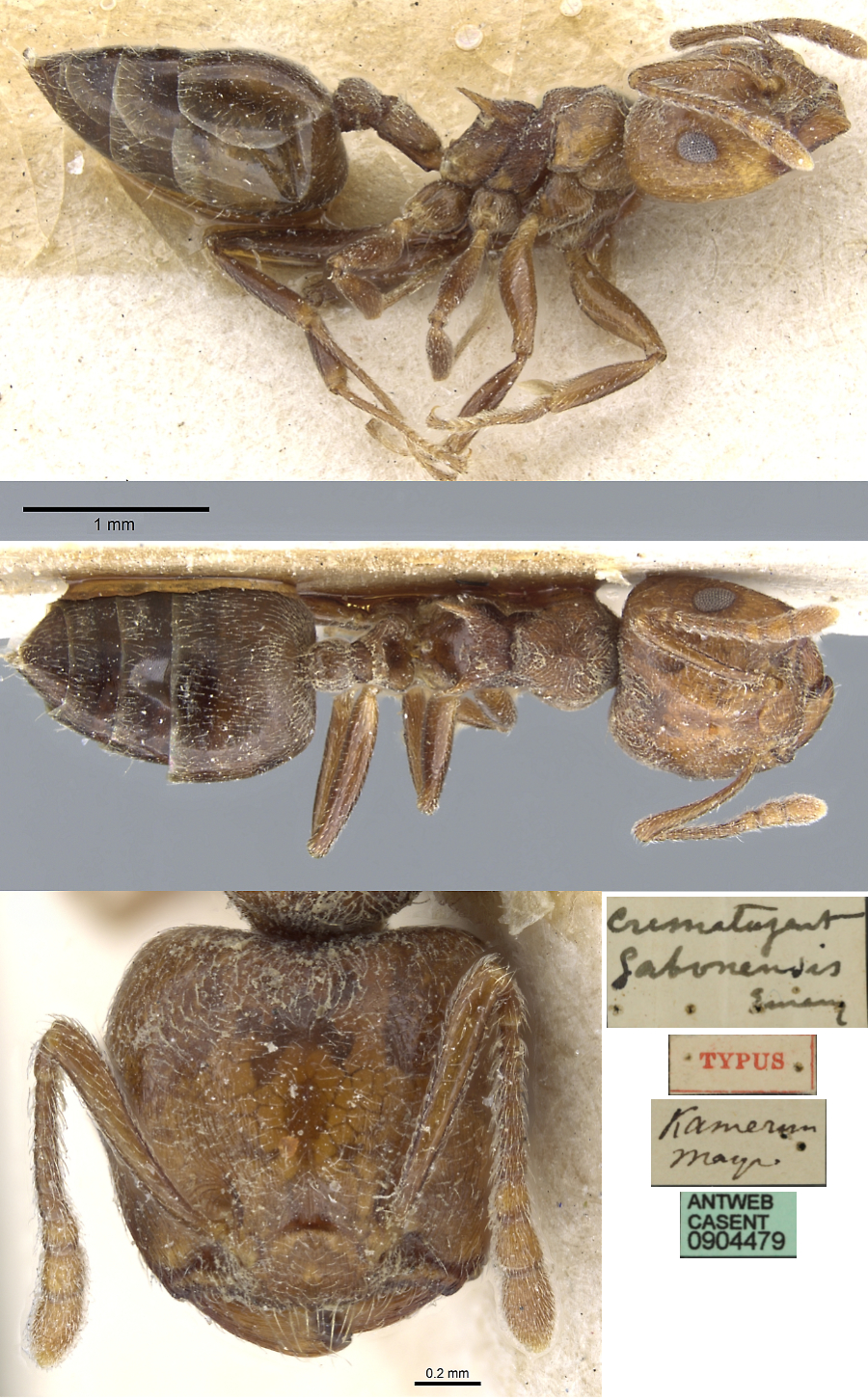 {Crematogaster gabonensis}