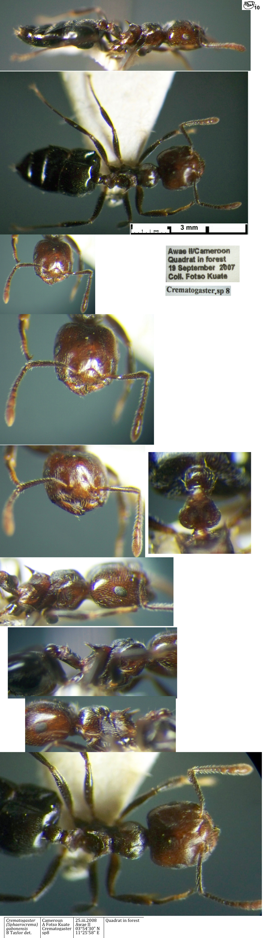 Crematogaster gabonensis worker