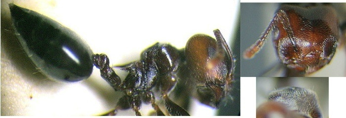 {Crematogaster gabonensis}