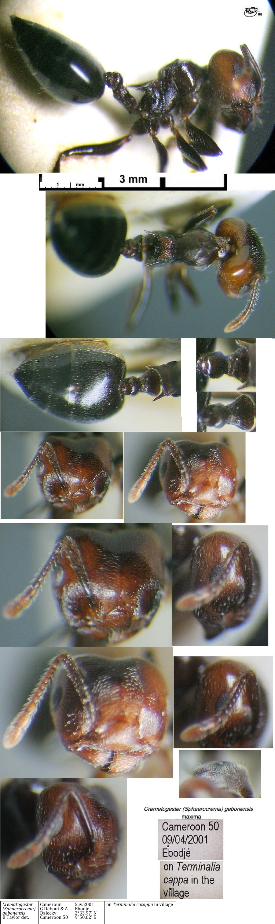 {Crematogaster gabonensis major}