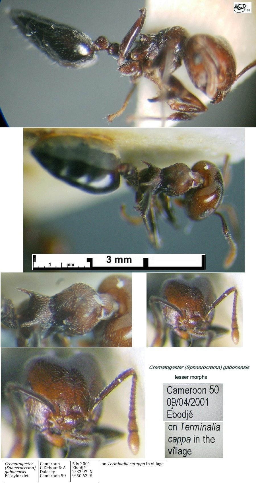 {Crematogaster gabonensis minors}