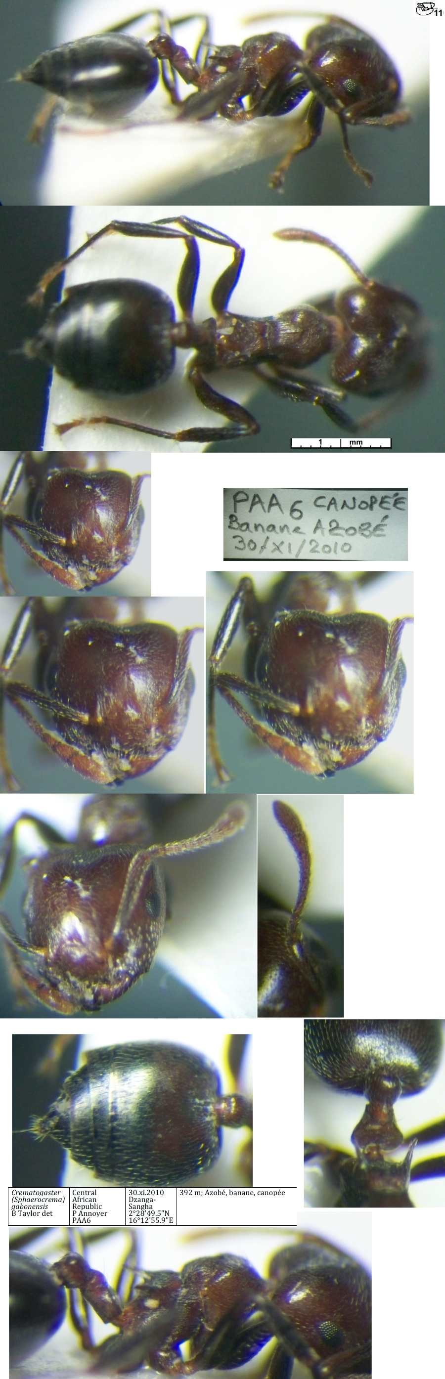 Crematogaster gabonensis worker