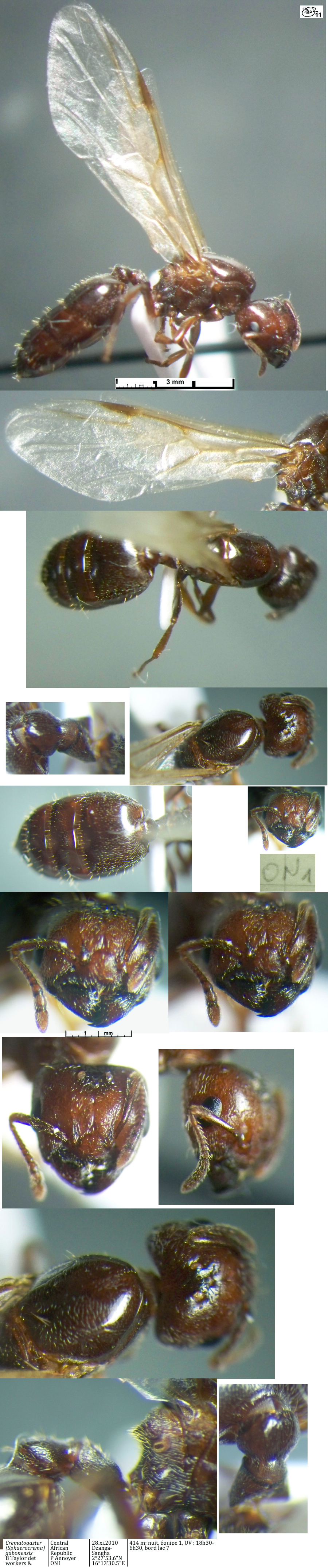 Crematogaster gabonensis worker