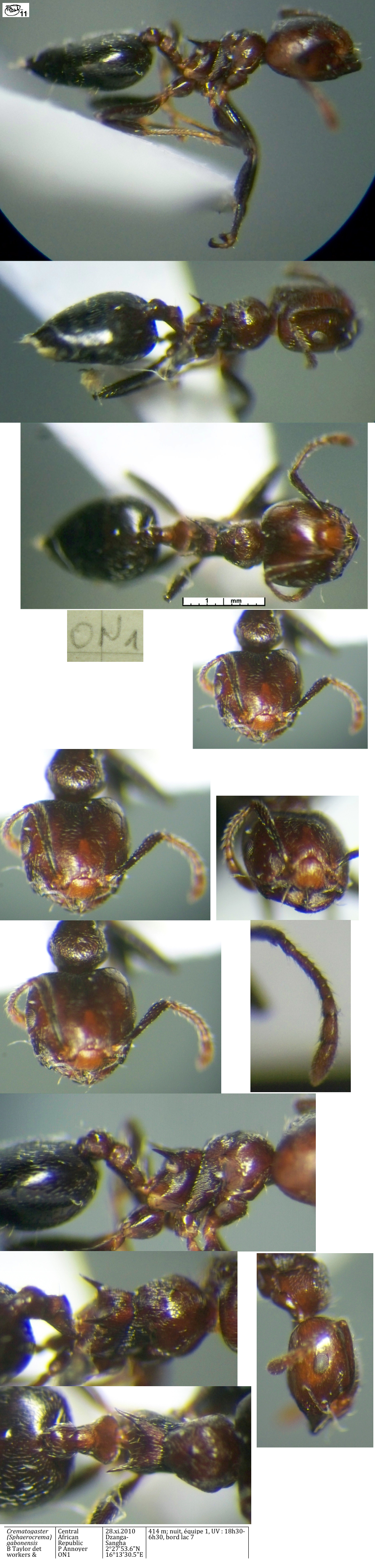 Crematogaster gabonensis worker