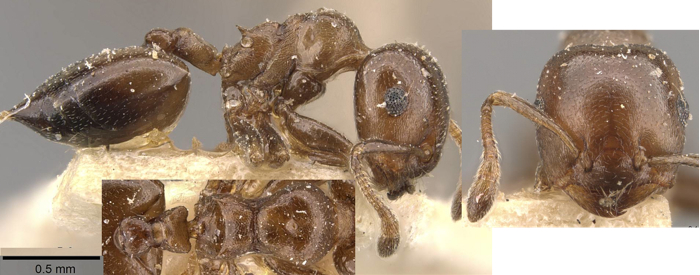 {Crematogaster gallicola profile}