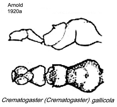 {Crematogaster gallicola}