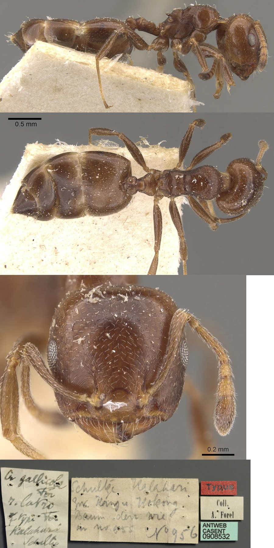 {Crematogaster gallicola latro}