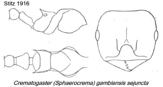 {Crematogaster gambiensis sejuncta}