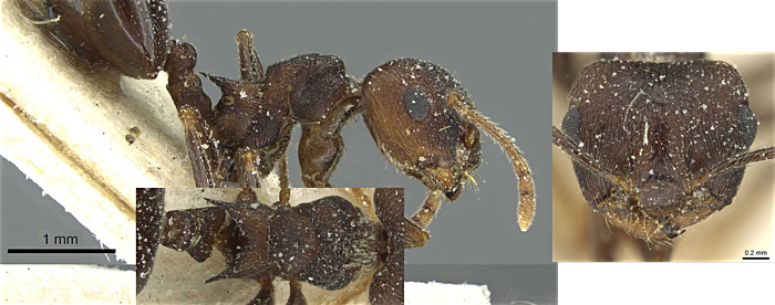 Crematogaster gerardi