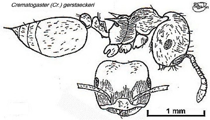 {Crematogaster gerstaeckeri}