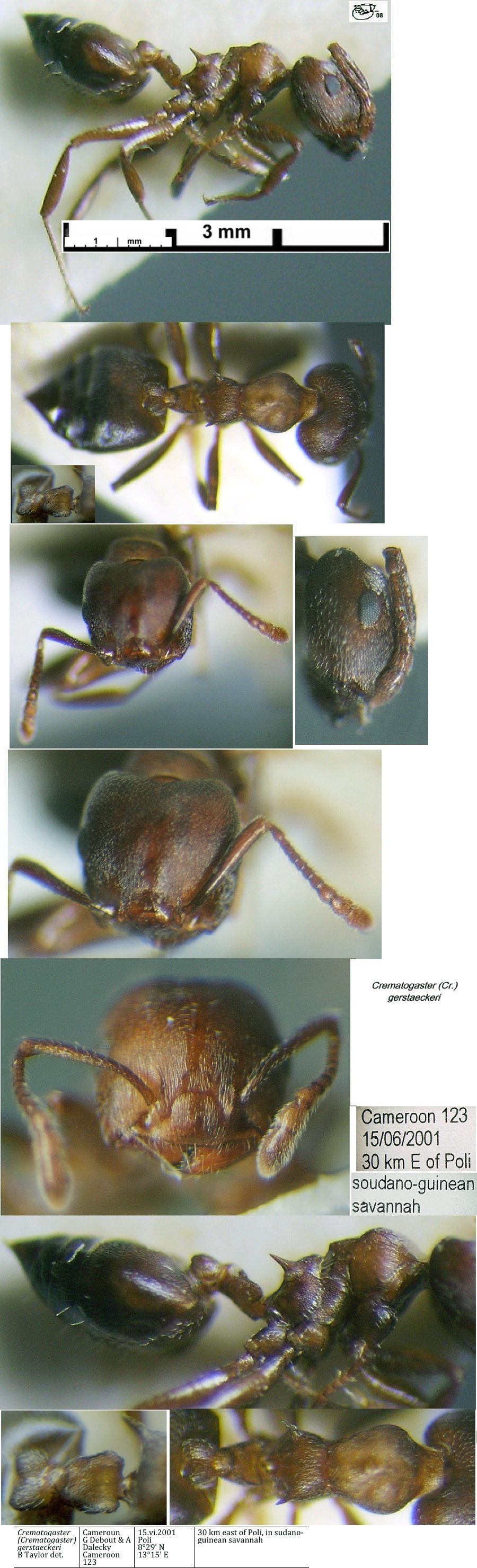 {Crematogaster gerstaeckeri}