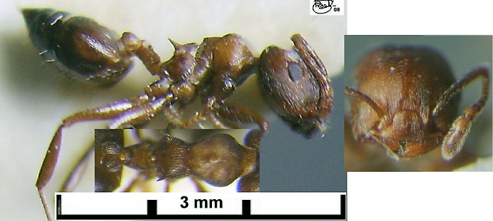 Crematogaster gerstaeckeri fresh worker