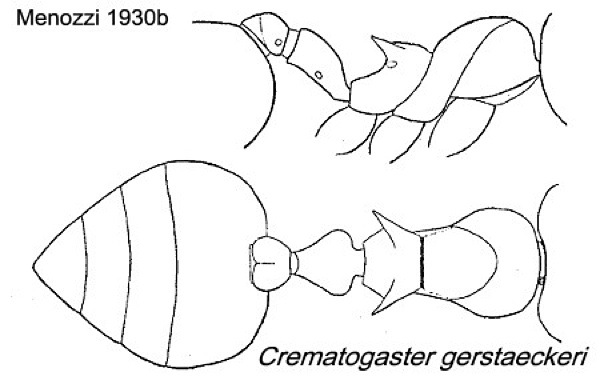 {Crematogaster gerstaeckeri}